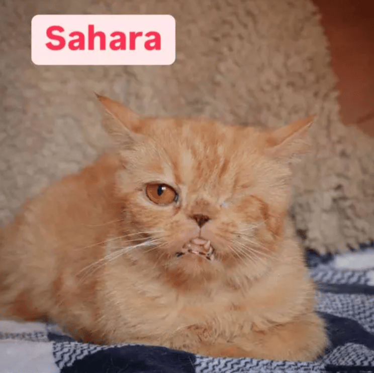 Because Of You, 26 Rescue Cats From Azerbaijan Have Joined Their Fosters In The US!