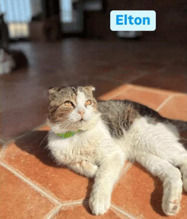 Because Of You, 26 Rescue Cats From Azerbaijan Have Joined Their Fosters In The US!
