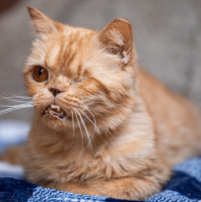 Because Of You, 26 Rescue Cats From Azerbaijan Have Joined Their Fosters In The US!