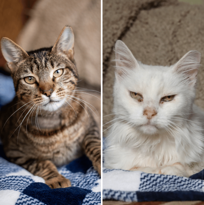 Because Of You, 26 Rescue Cats From Azerbaijan Have Joined Their Fosters In The US!