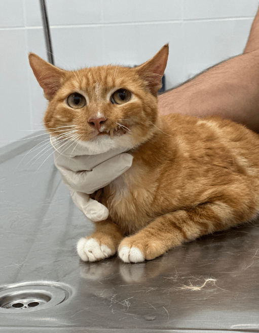 Because Of You, 26 Rescue Cats From Azerbaijan Have Joined Their Fosters In The US!