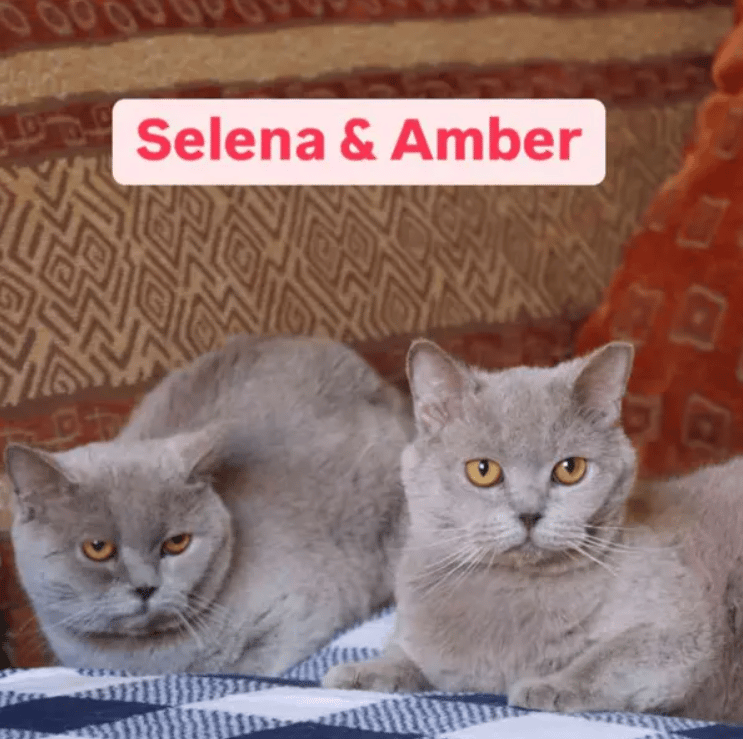 Because Of You, 26 Rescue Cats From Azerbaijan Have Joined Their Fosters In The US!