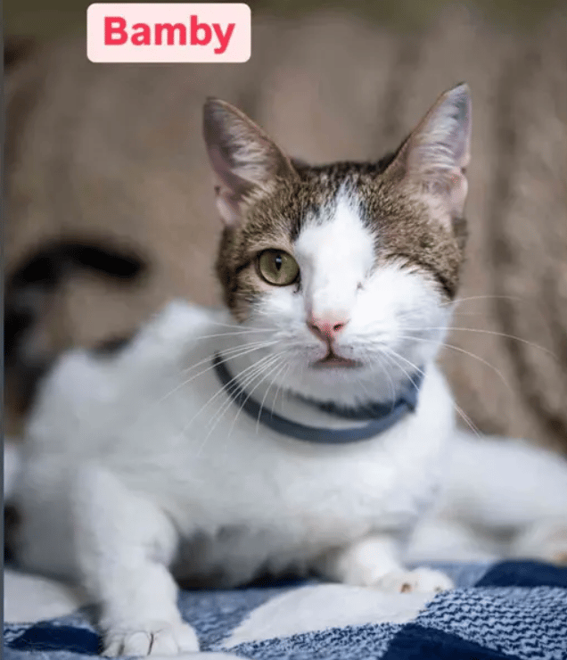 Because Of You, 26 Rescue Cats From Azerbaijan Have Joined Their Fosters In The US!