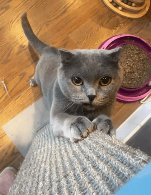 Because Of You, 26 Rescue Cats From Azerbaijan Have Joined Their Fosters In The US!