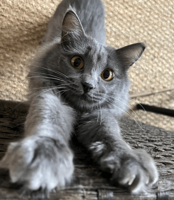 Because Of You, 26 Rescue Cats From Azerbaijan Have Joined Their Fosters In The US!
