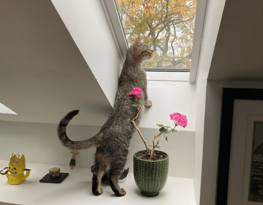 Because Of You, 26 Rescue Cats From Azerbaijan Have Joined Their Fosters In The US!