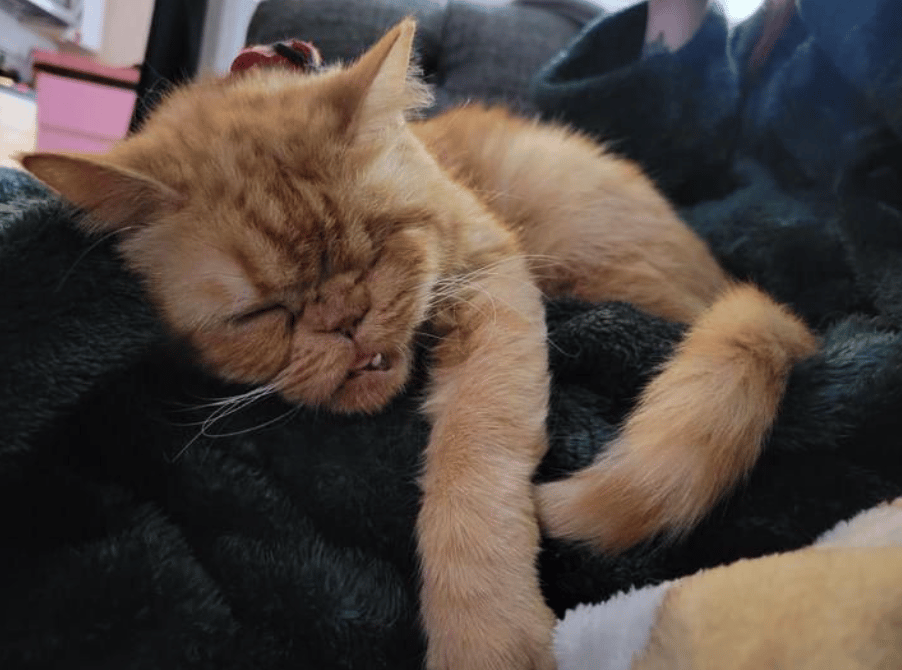 Because Of You, 26 Rescue Cats From Azerbaijan Have Joined Their Fosters In The US!