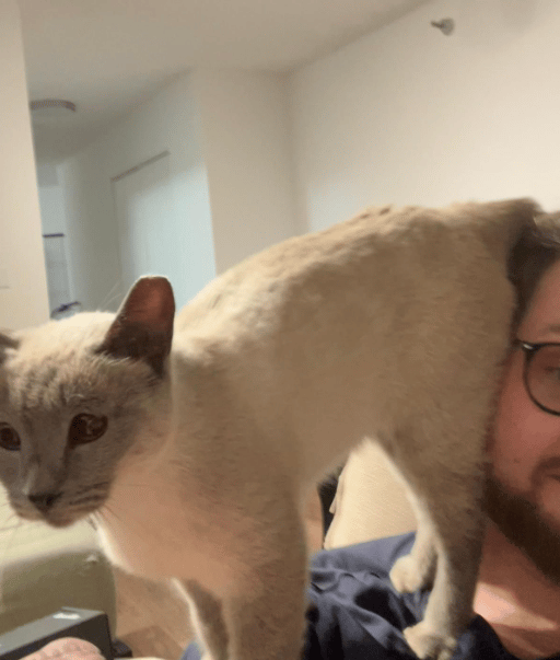 Because Of You, 26 Rescue Cats From Azerbaijan Have Joined Their Fosters In The US!