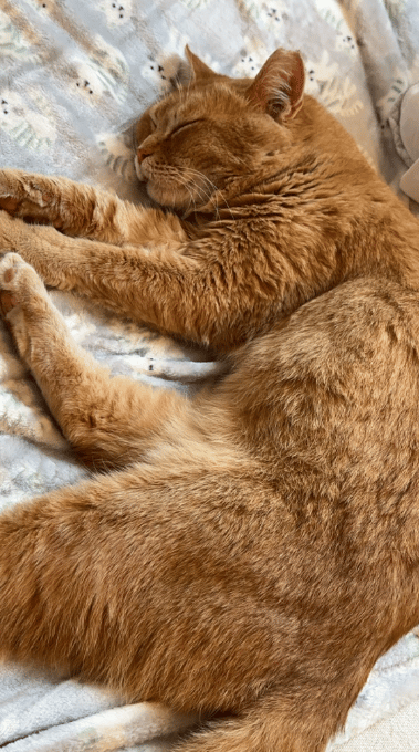 Because Of You, 26 Rescue Cats From Azerbaijan Have Joined Their Fosters In The US!