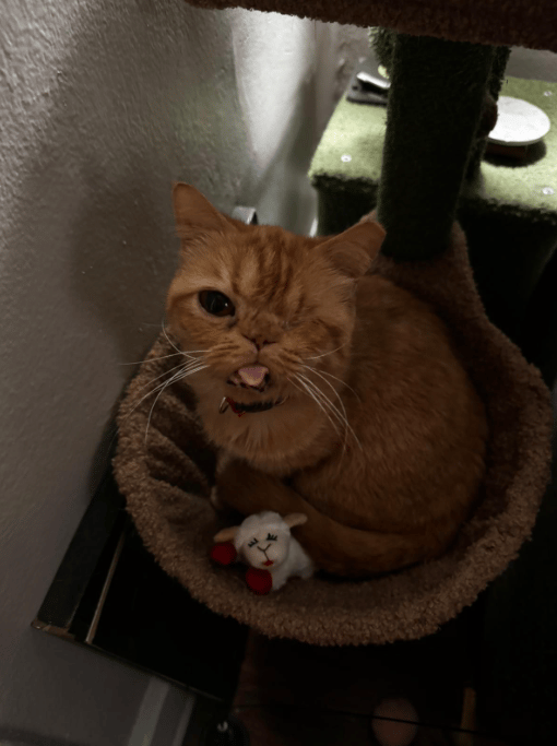 Because Of You, 26 Rescue Cats From Azerbaijan Have Joined Their Fosters In The US!