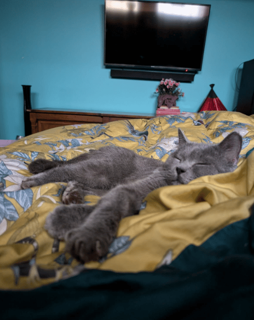 Because Of You, 26 Rescue Cats From Azerbaijan Have Joined Their Fosters In The US!