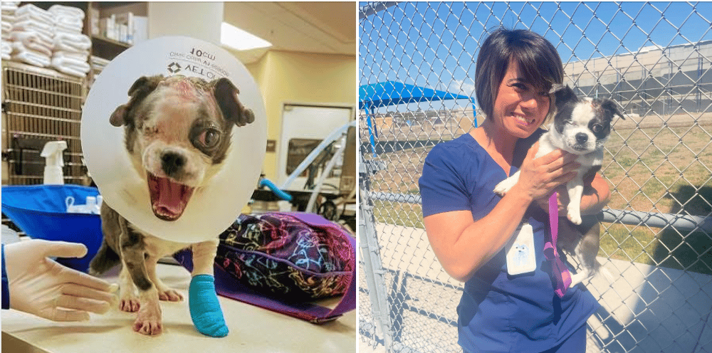 Miracle Pup Adopted By Doctor Who Worked To Save Him