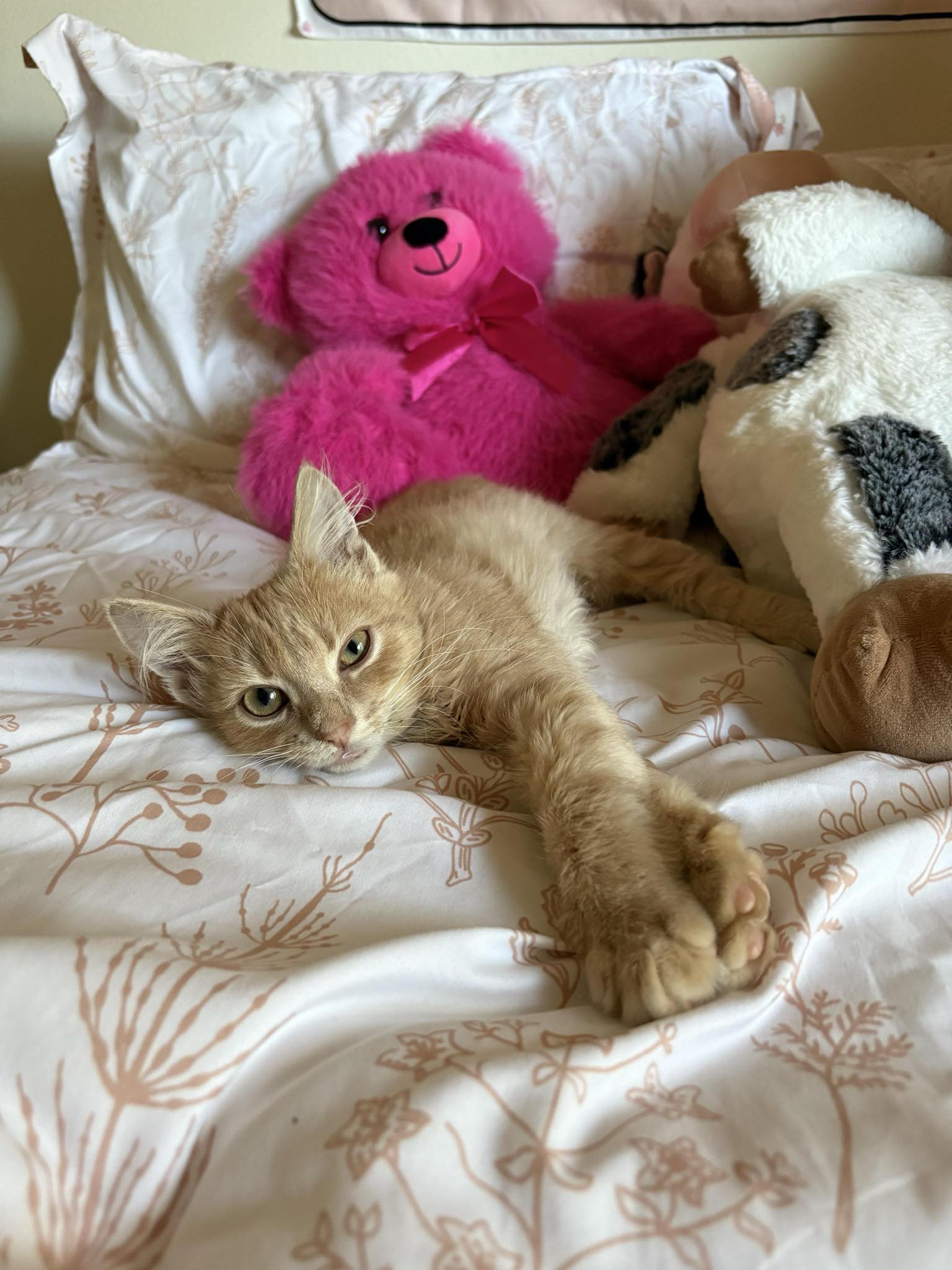 Kitten With Shattered Jaw Blossoms Into Resilient Cat, All Thanks To YOUR Support!