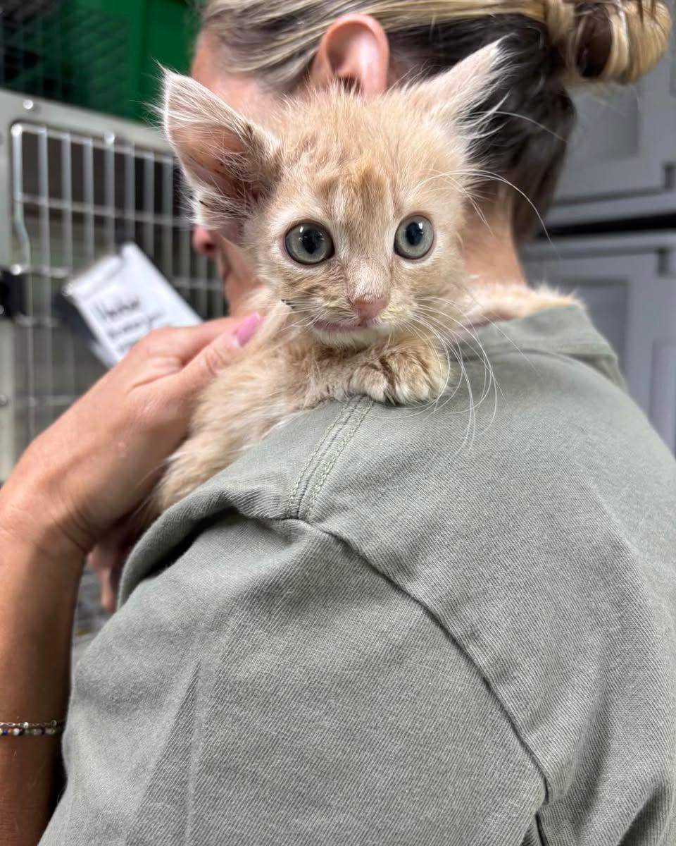 Kitten With Shattered Jaw Blossoms Into Resilient Cat, All Thanks To YOUR Support!