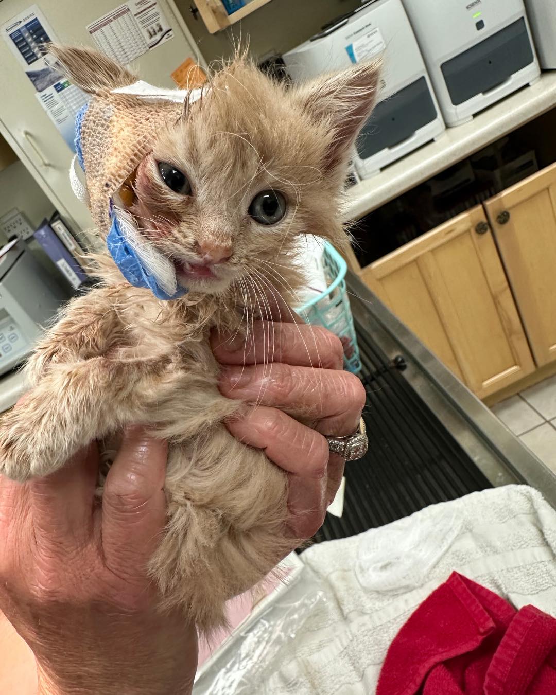 Kitten With Shattered Jaw Blossoms Into Resilient Cat, All Thanks To YOUR Support!