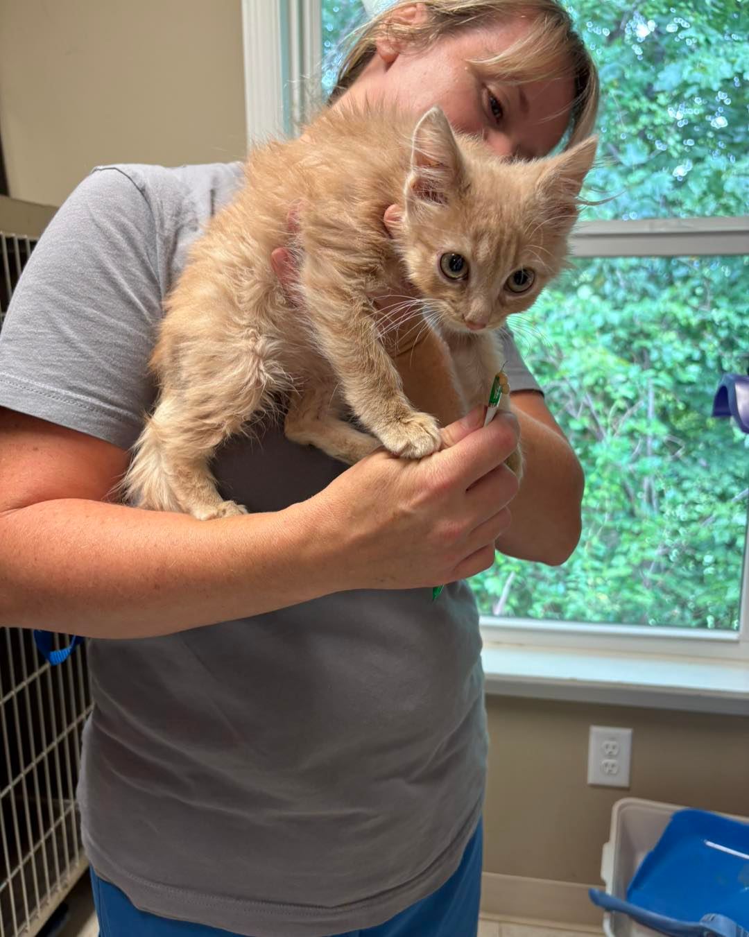 Kitten With Shattered Jaw Blossoms Into Resilient Cat, All Thanks To YOUR Support!