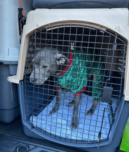 1 Year After Being Stolen From Her Backyard, Beloved Pup Reunites With Family!
