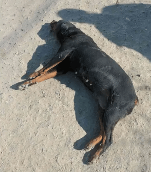Once-Forgotten Pup Undergoes Surgery For Her Paralysis, Finds Her Forever Family!