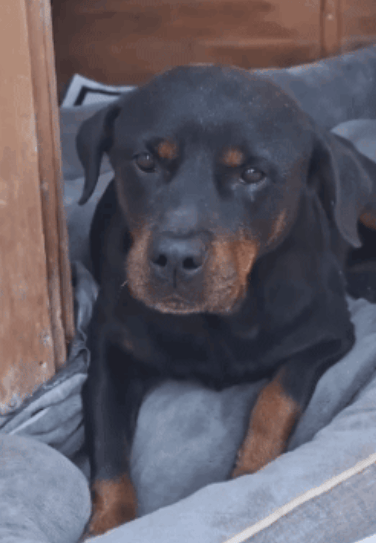 Once-Forgotten Pup Undergoes Surgery For Her Paralysis, Finds Her Forever Family!
