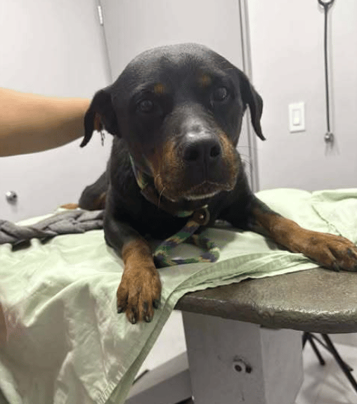 Once-Forgotten Pup Undergoes Surgery For Her Paralysis, Finds Her Forever Family!