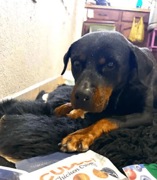 Once-Forgotten Pup Undergoes Surgery For Her Paralysis, Finds Her Forever Family!