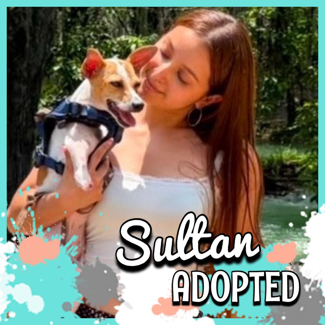 Thanks To Your Support, This Pup Went From Dragging His Body For Food To A Home To Call His Own