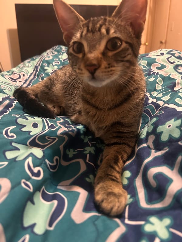 Kitten Dragging A Paralyzed Leg Across A Highway Is Now Zooming Through Life On Three... Thank You!