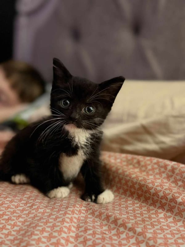Fading Newborn Kittens Who Fought For Every Breath Are Now Healthy, Thriving And Home… All Because O
