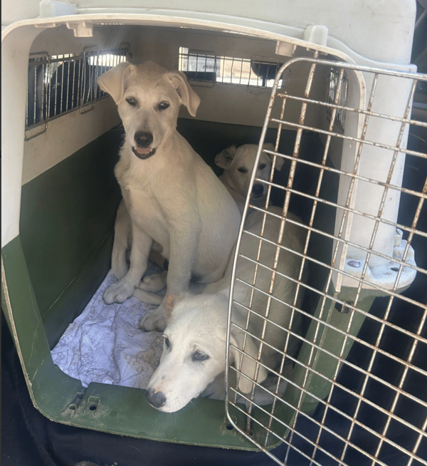 No More Fear, Only Love: Every Puppy Has Found Their Forever Family