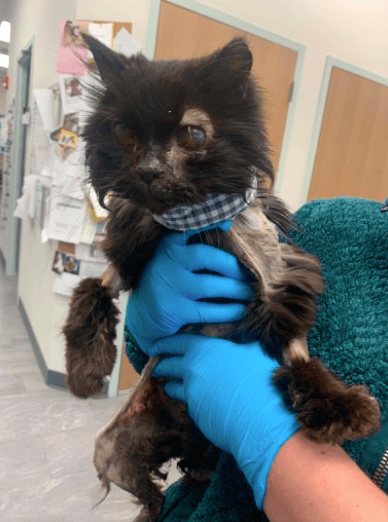 Cat Left For Dead On The Side Of The Road With A Broken Face Is Now Adored By An Entire Veterinary T