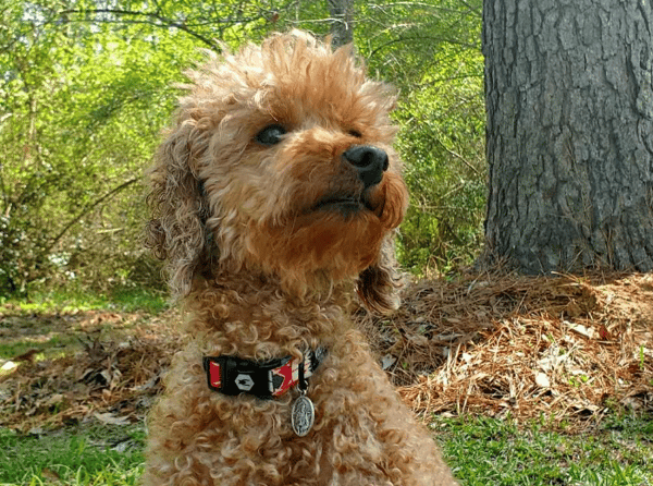 Discarded Breeder Dog Hit By Car And Facing Euthanasia Survives Emergency Surgery And Finds Her Fore