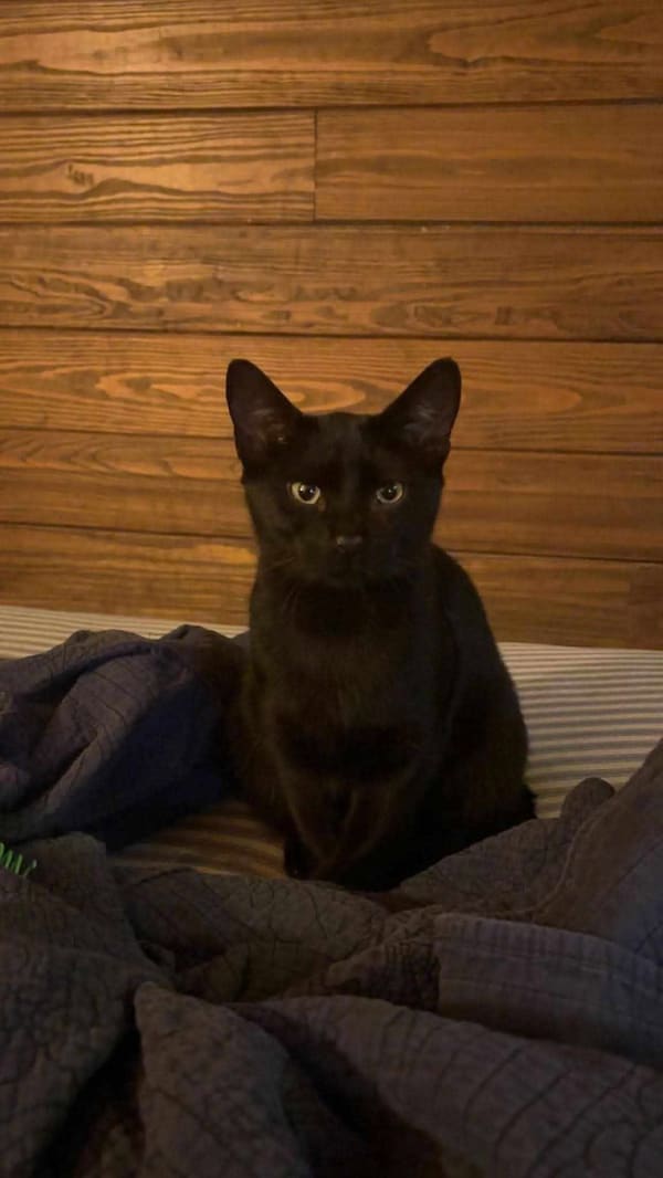 Kicked And Left Helpless With A Shattered Pelvis, This Sweet Boy Is Now Napping On His Mom’s Lap… Th