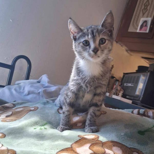 Tiny Kitten Abandoned Outside A Store With A Shattered Leg Is Now Loved And Home… Thanks To YOU!