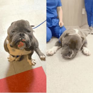 Help Sumo