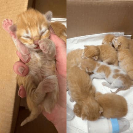 Help Newborn Kittens