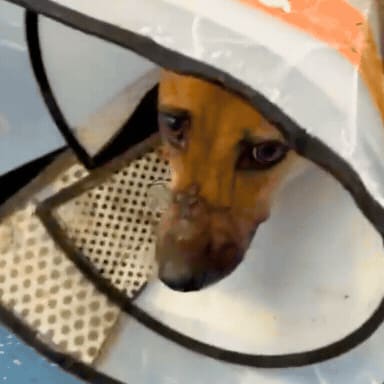 Help Nova