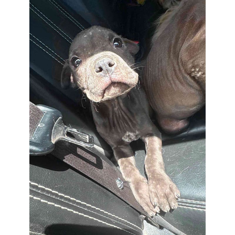 Help Dumped Puppies