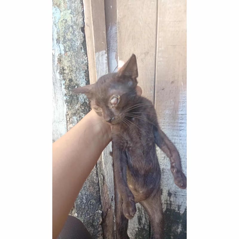 Help Stray kitten needs eye surgery
