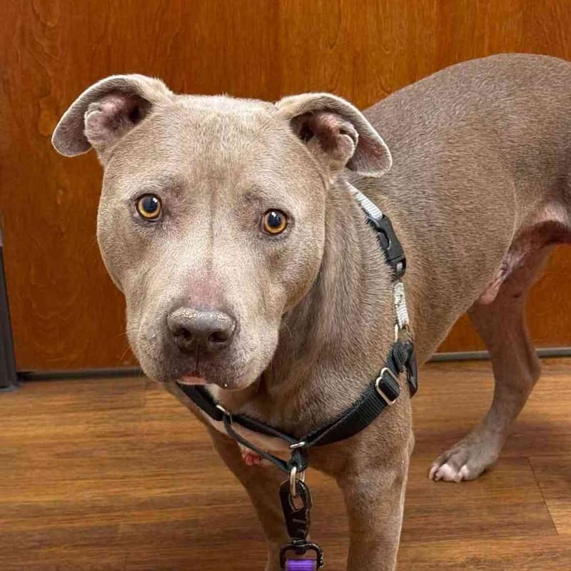 Help Our Staggering Vet Bills