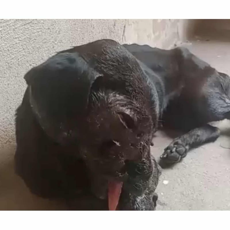 Help Street dog needs medical help