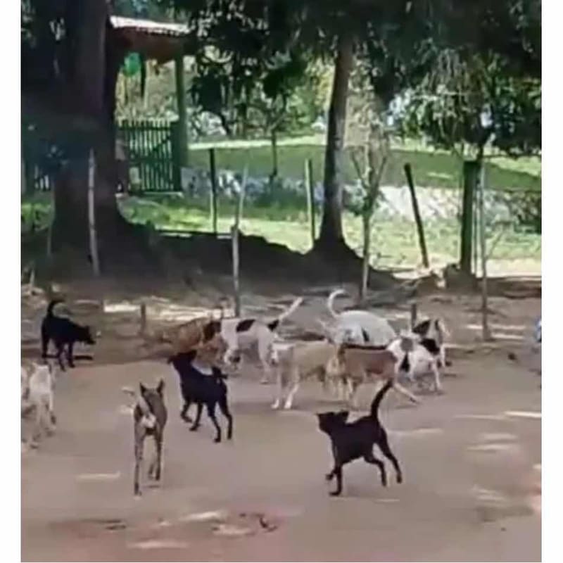 Help Food campaign for rescued animals on farm
