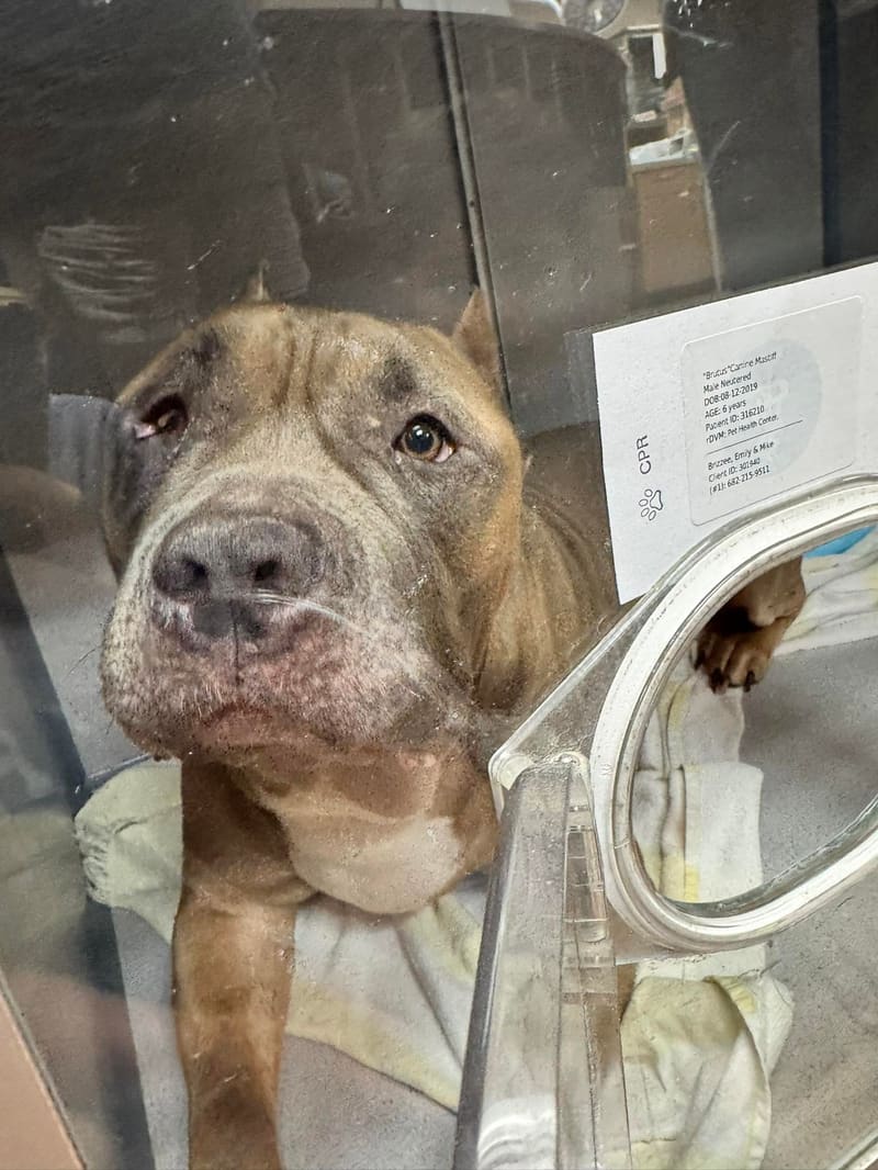 Help Reopen Our Rescue!