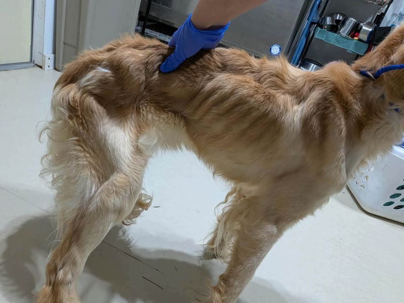 Help Lacey, Cashmere & Chantilly