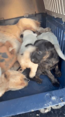 Help This Starving Mama & Her Puppies