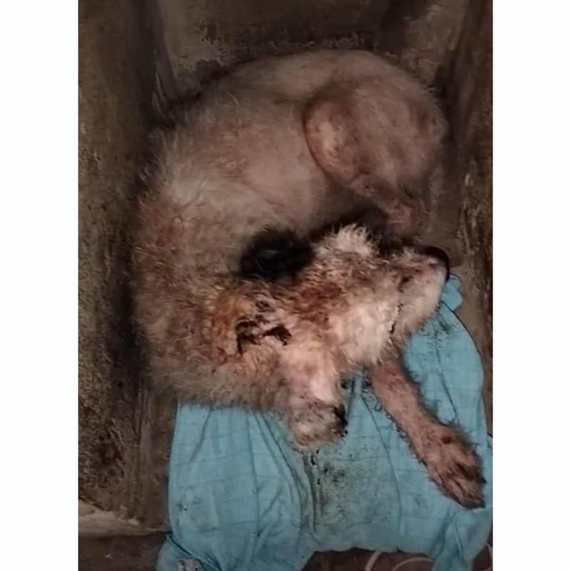 Help Street dog needs medicine