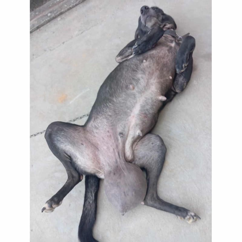 Help Street dog with giant tumor needs surgery