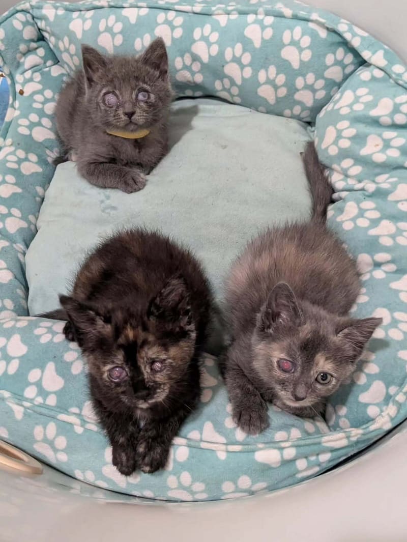 Help These 5 Newborn Kittens