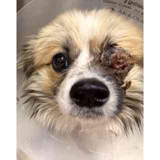 Help This Injured Boy