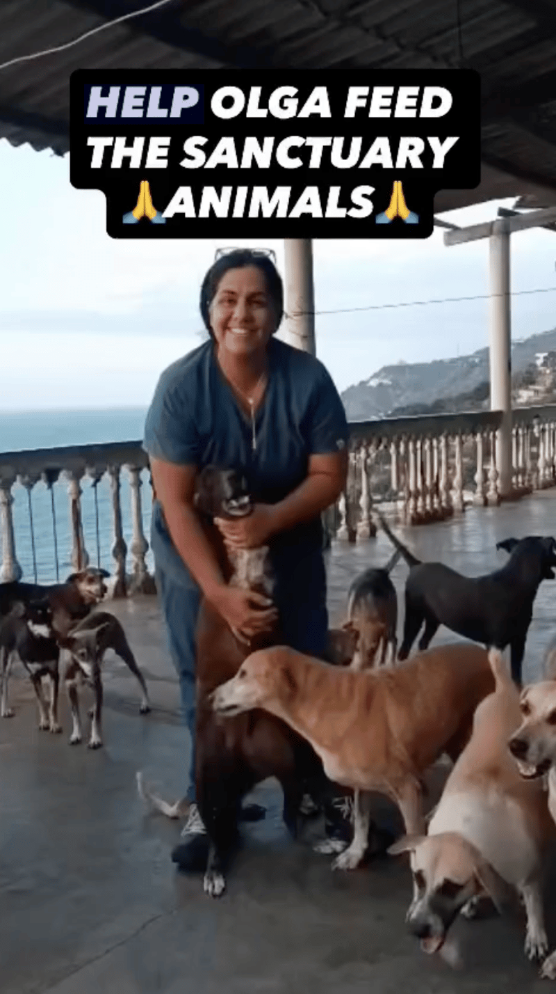 Help Earthquake Victim Pups