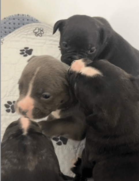 Help These Dumped Babies